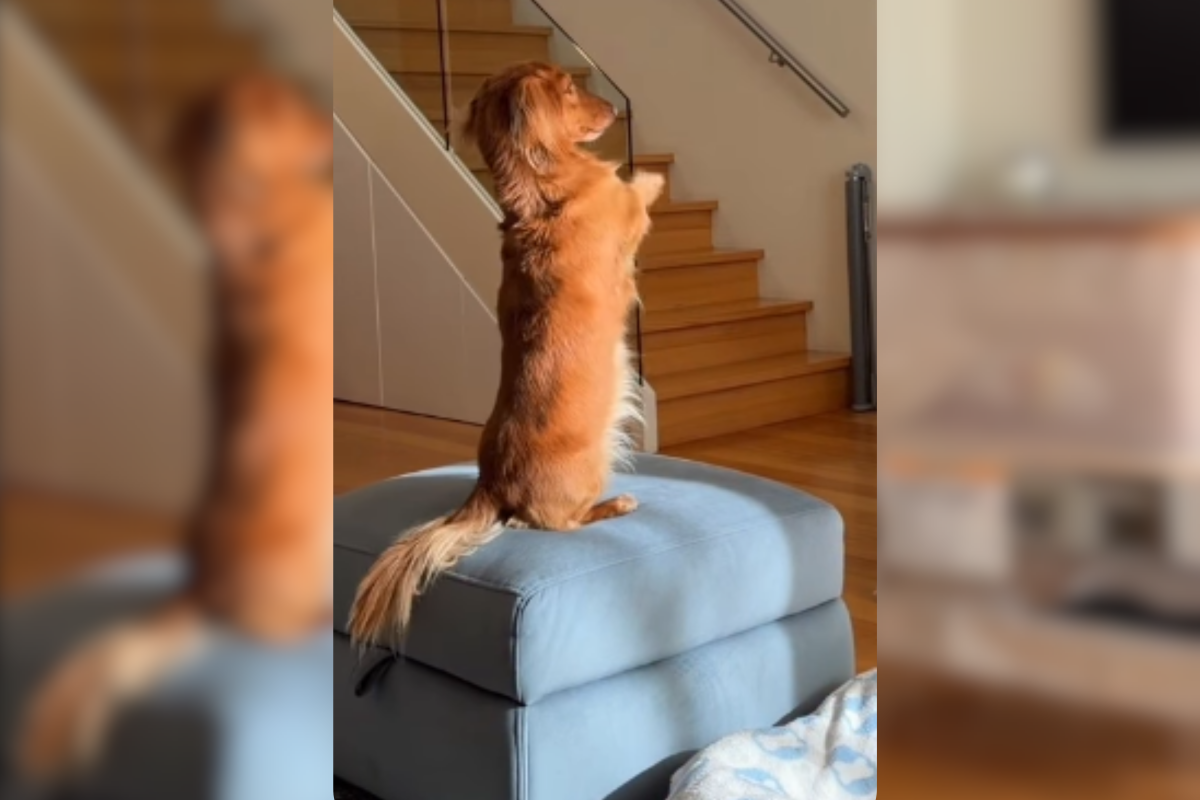 Dachshund Attempts To ‘Co-Parent’—Hearts Melt Over What He Does by Newborn