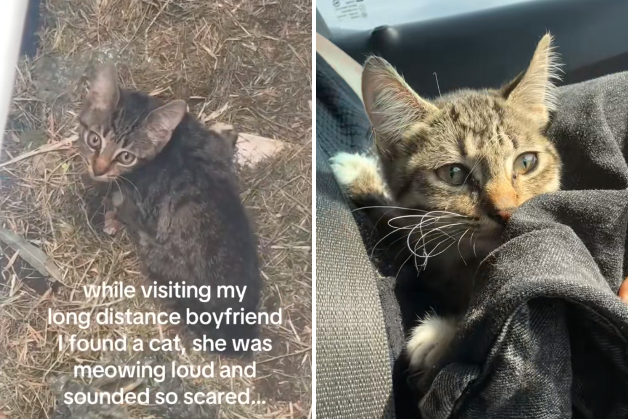 Disabled Kitten Trapped in Drain—Woman's Instant Decision Saves Its Life