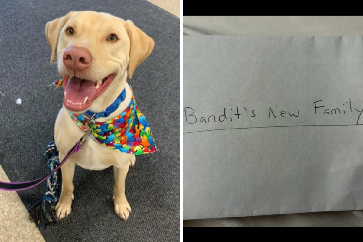 A Heartfelt Journey: Bandit's Story of Love Beyond Rehoming