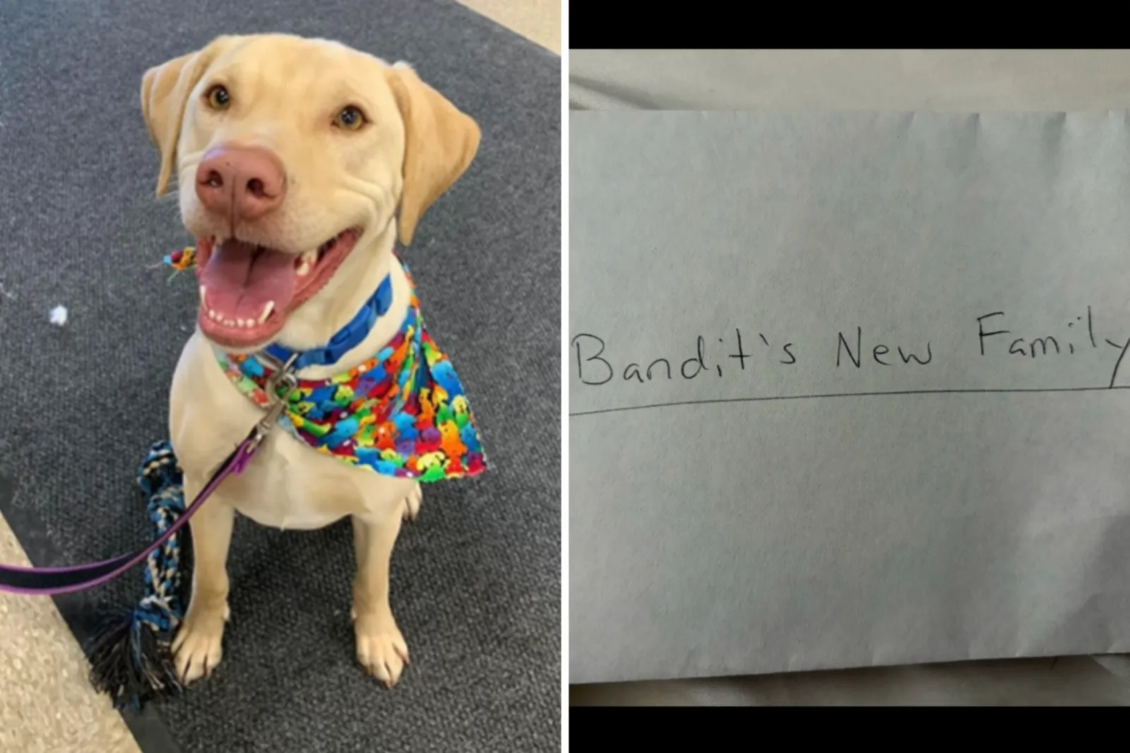 Tears as Rescue Dog Comes With Heartbreaking Note From Previous Owner ...