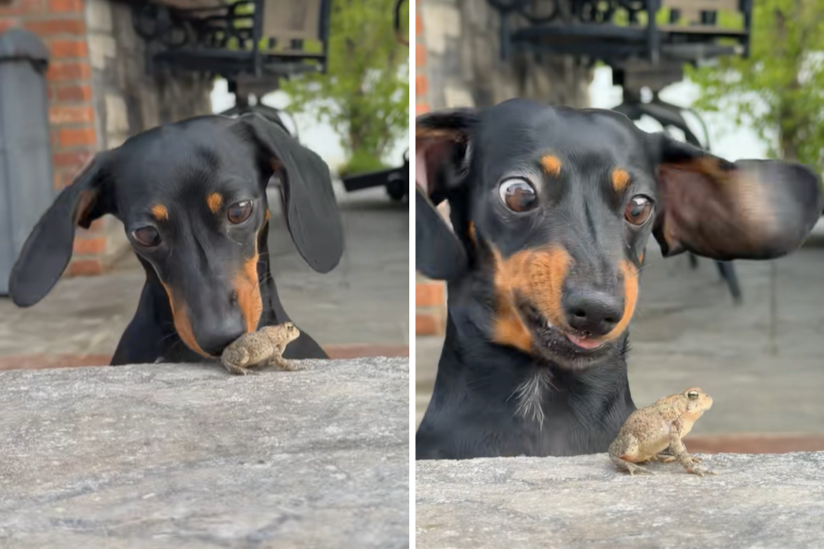 Dachshund Has Surprise Encounter With Frog, Her Reaction Is Everything