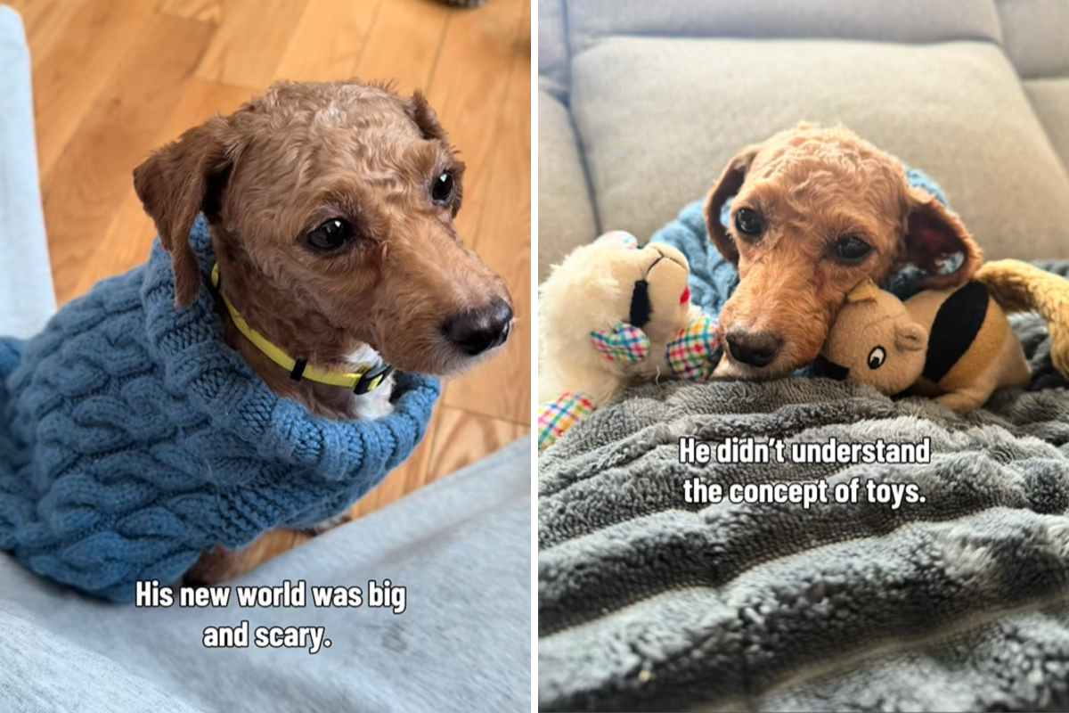 Puppy Mill Survivor Suffers Years Neglect—but There’s a Heartwarming Twist