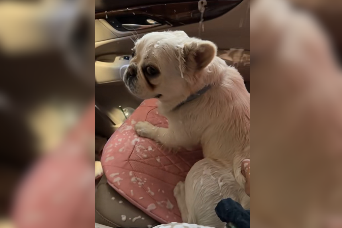 The Comedic Chaos of a Car Wash with a French Bulldog