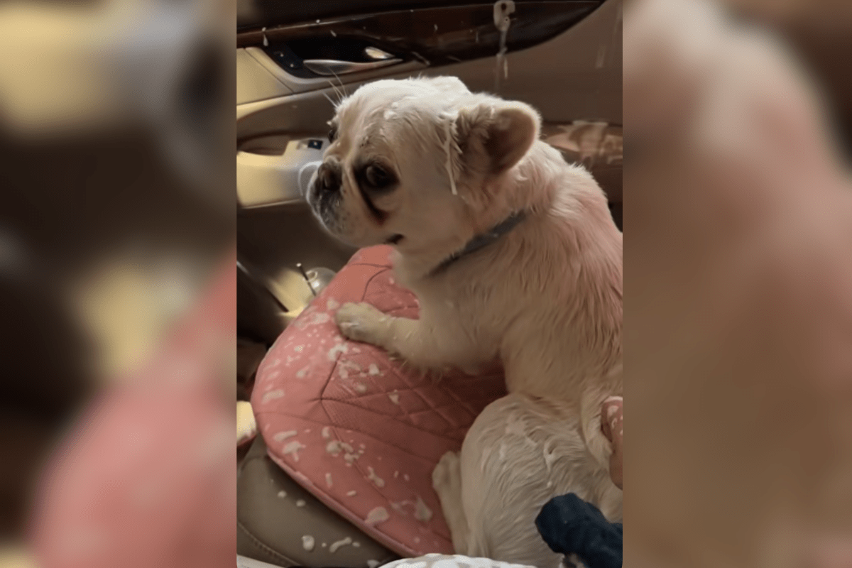 Woman Takes French Bulldog to Car Wash, Can’t Cope With What He Does Next