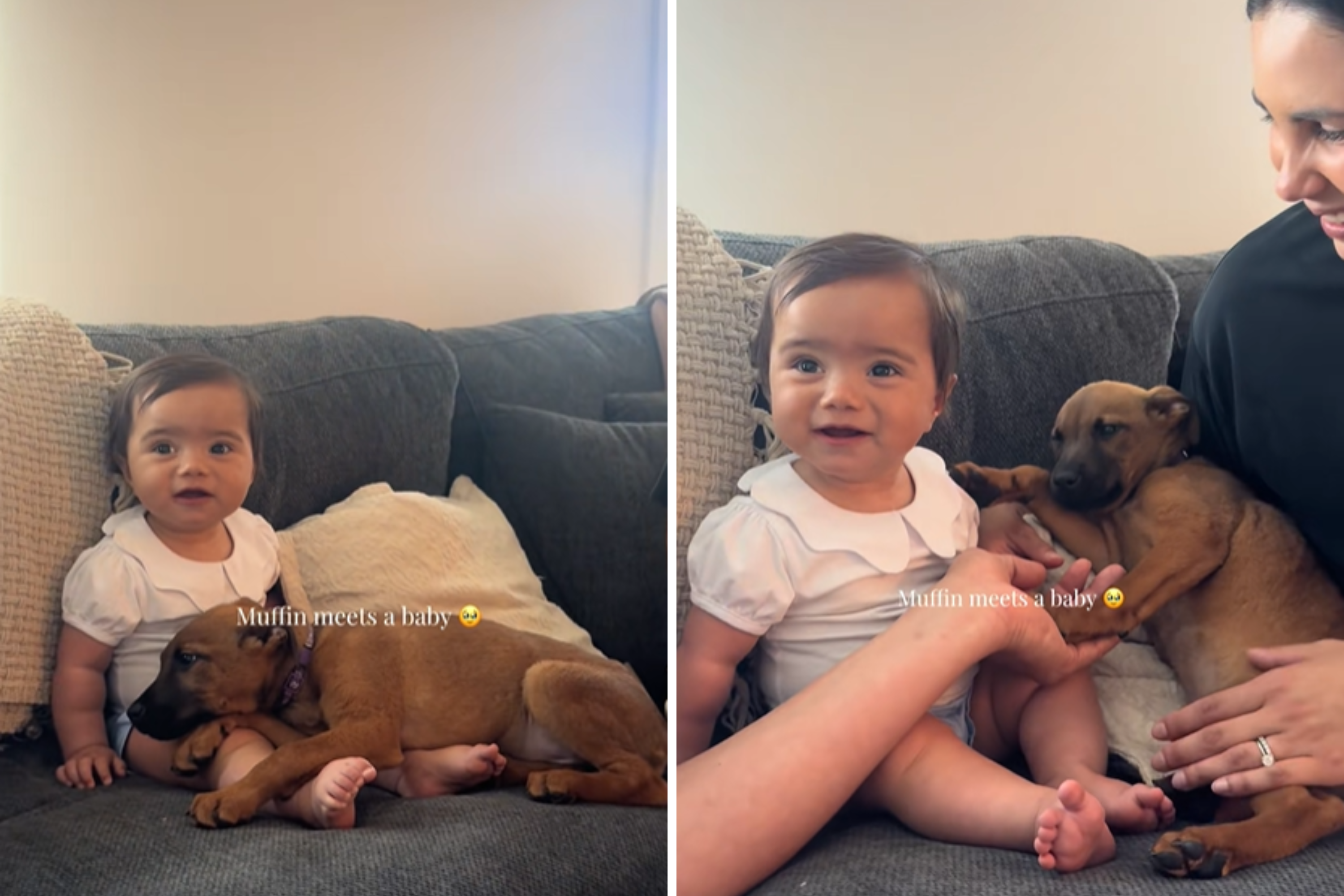 Foster Puppy Meets Baby for First Time, It Couldn’t Have Gone Any Better