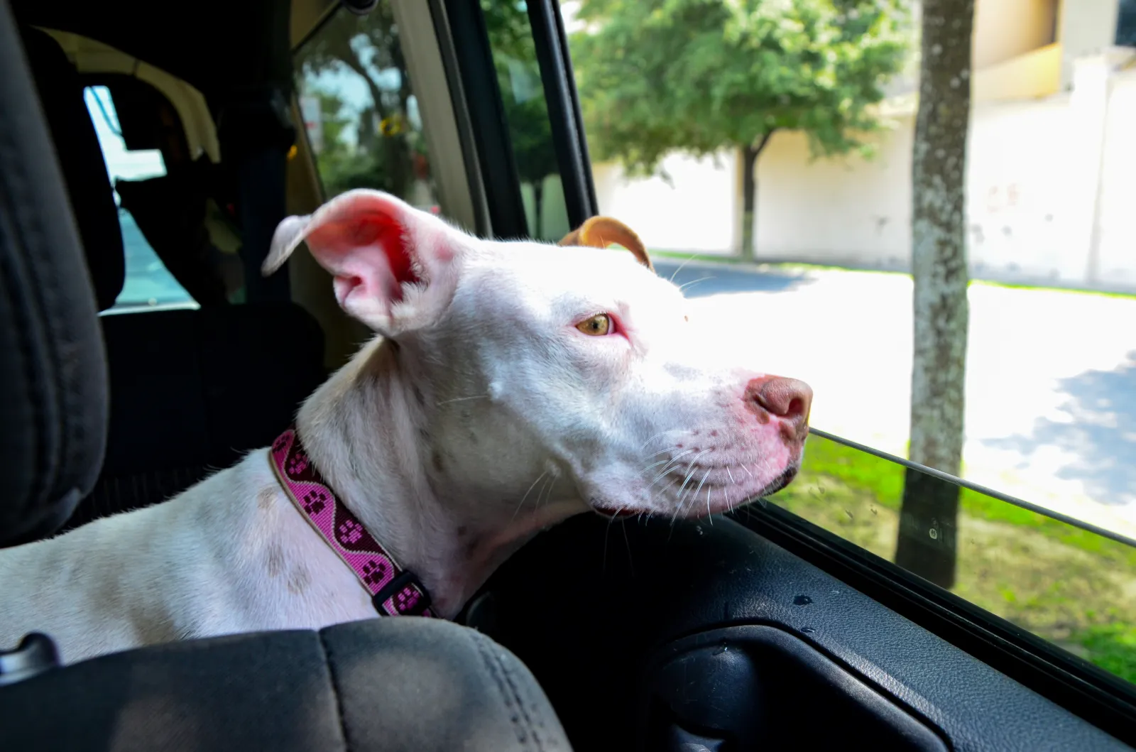 The Viral Moment: When a Dog Realizes She's Heading to the Vet