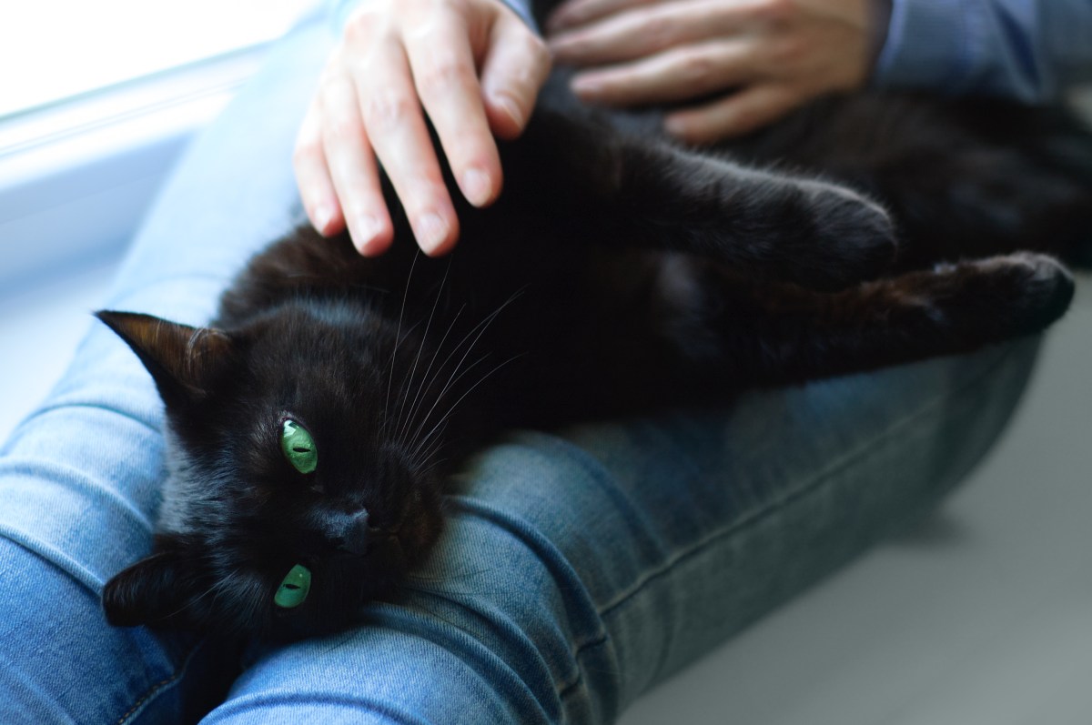 Senior Stray Cat Gets Adopted, Internet Obsessed With How He Looks at Owner
