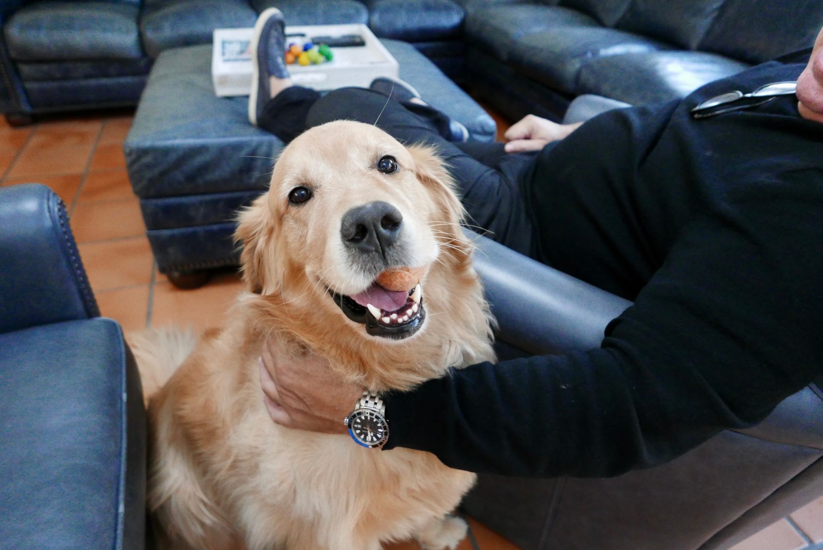 Want a ‘Golden Retriever‐Type’ Dog but Have Allergies? Try These Breeds