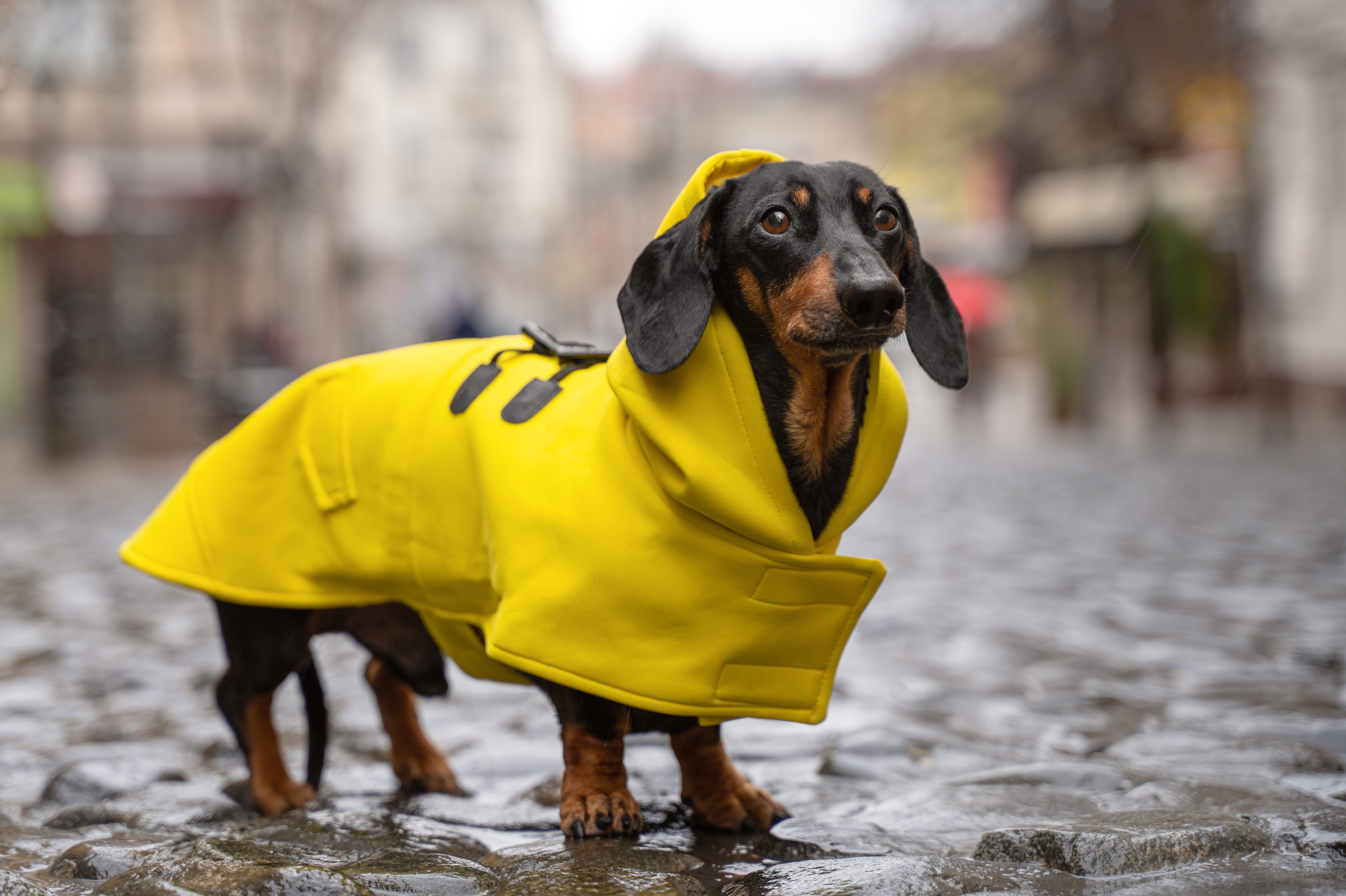 Dachshund Before vs After His Walks Leaves Internet in Stitches