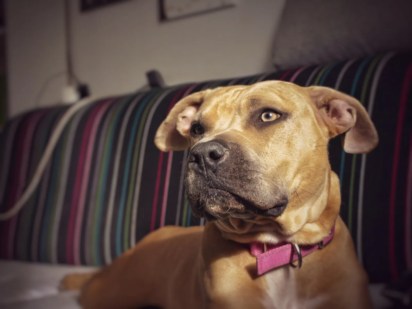 Heartwarming Moments: Fonzee the Bull Mastiff's Bedtime Wish