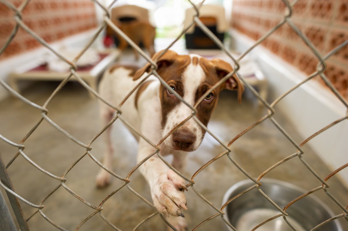 Tears as shelter worker comforts dog who “begs” for family to change mind
