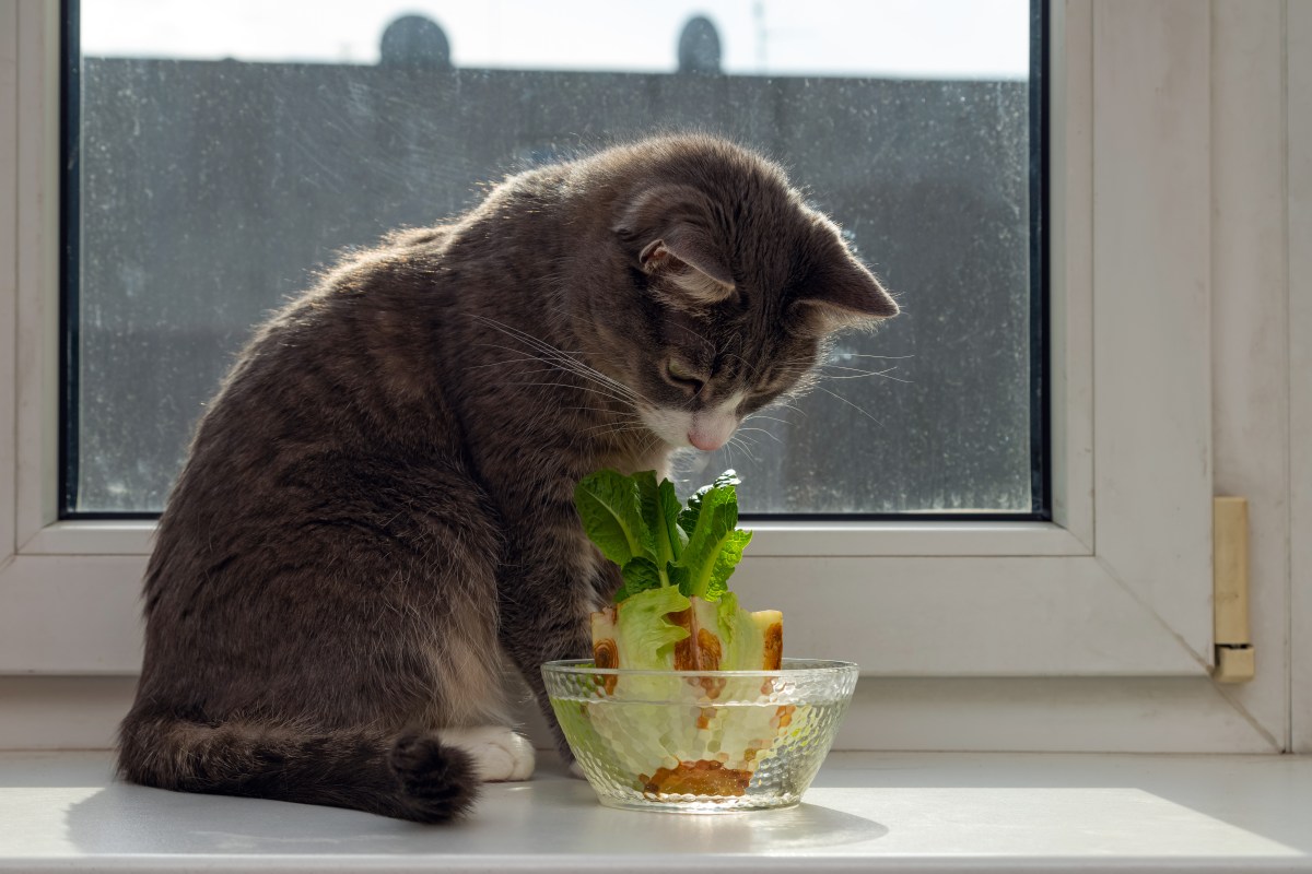 Cat Owner Decides To Grow Her Own Lettuce at Home, Reason Warms Hearts