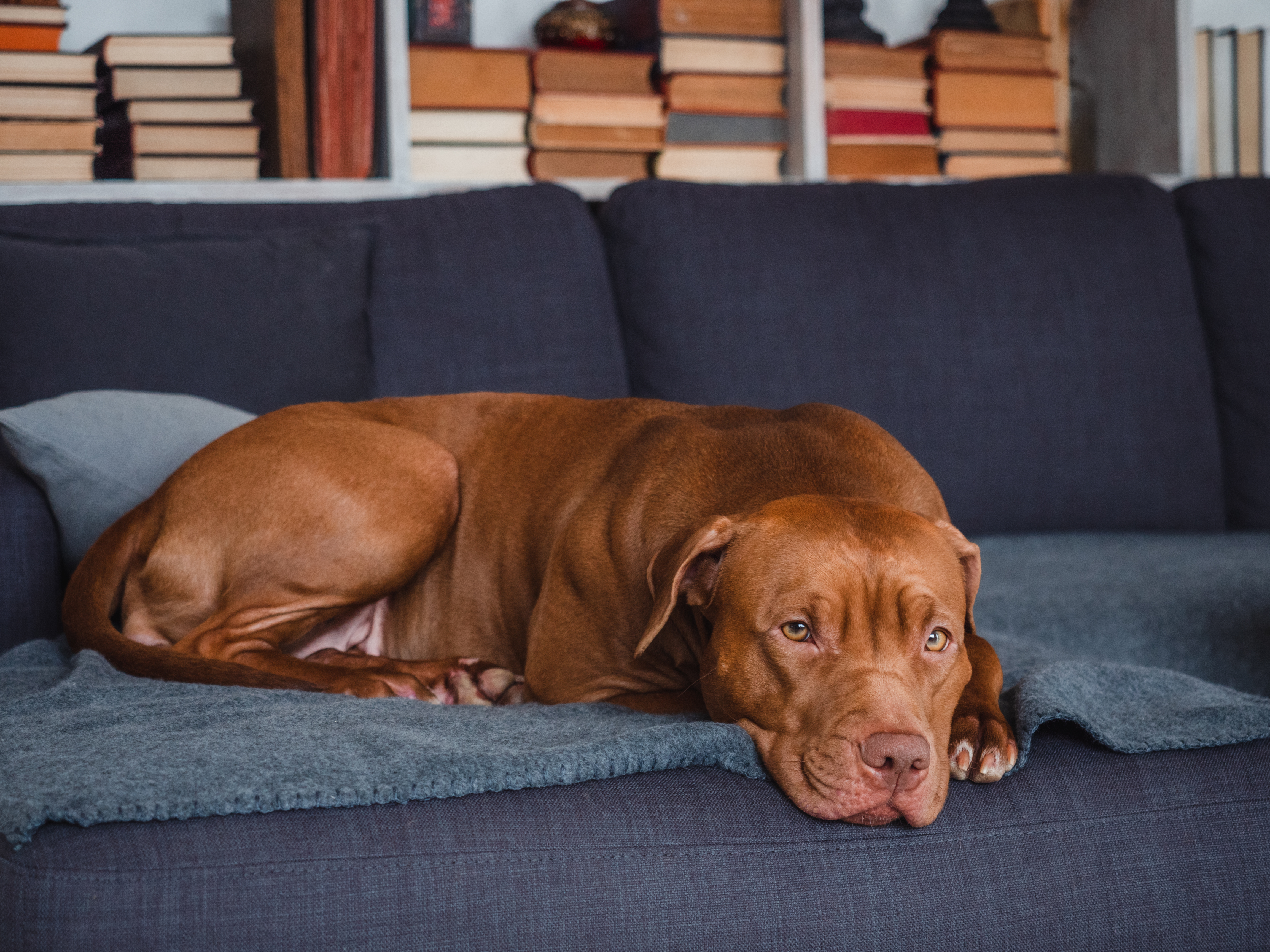 Woman Shares Reality of Having a Pit Bull for ‘Protection’—Viewers Obsessed