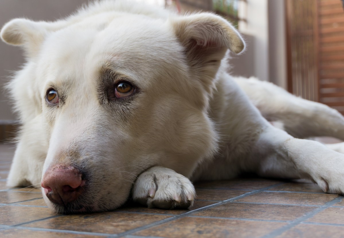 Scientists Warn of 17 Signs of Pain in Dogs, and They’re Not All Obvious