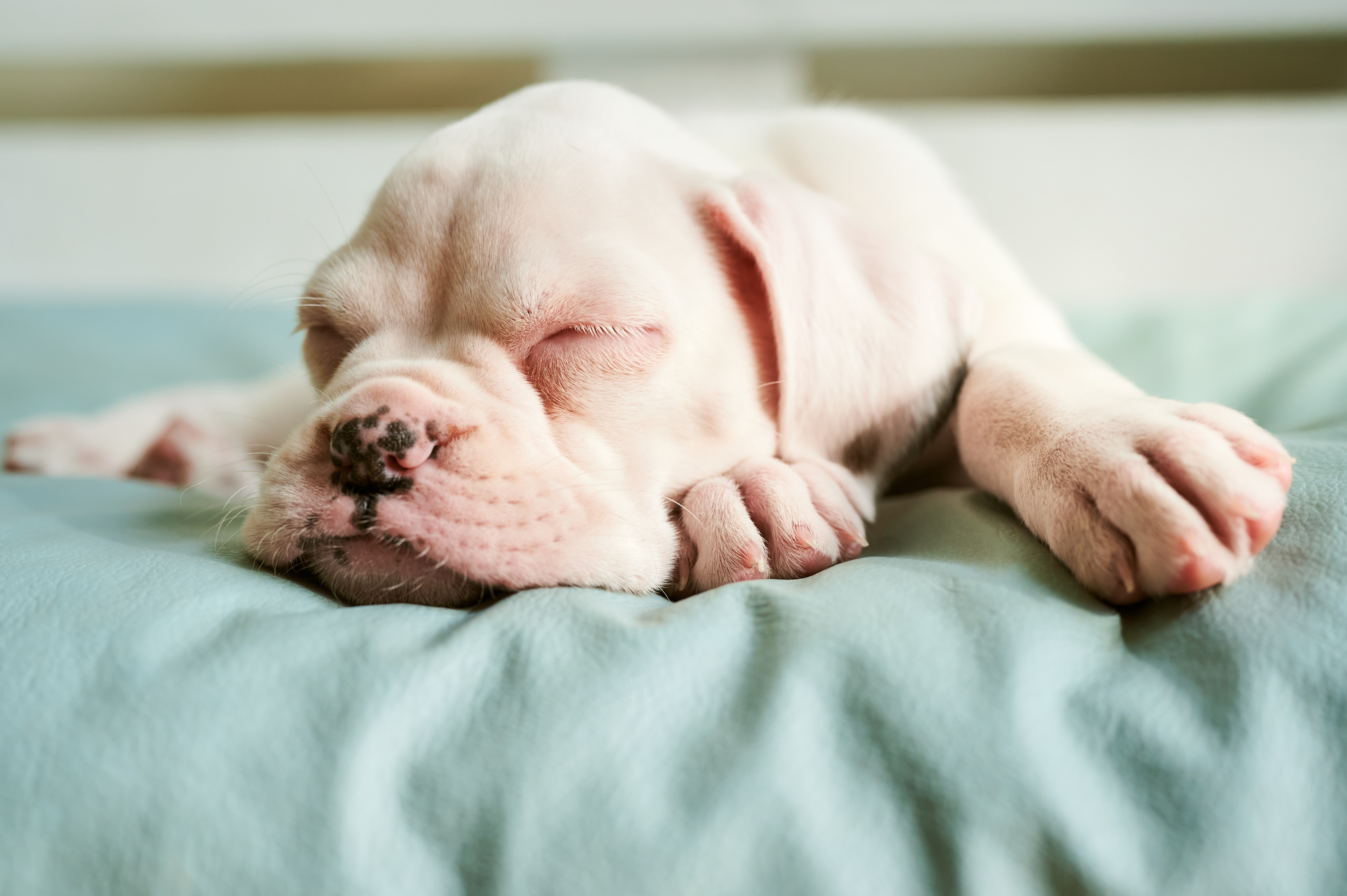 Puppy Labeled ‘Runt of the Litter,' No One Picked Her—Then Comes a Twist