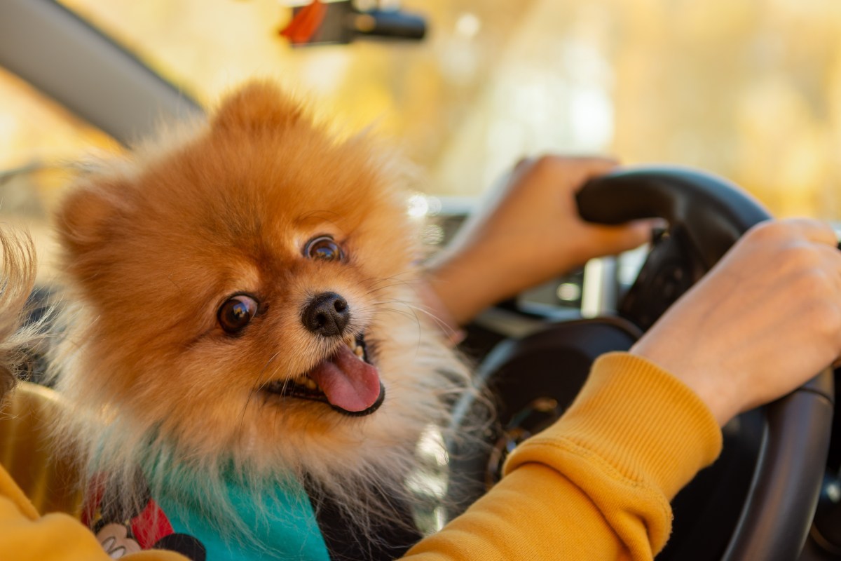 Owner Picks Pomeranian Over Golden Retriever, Reason Has Internet Obsessed