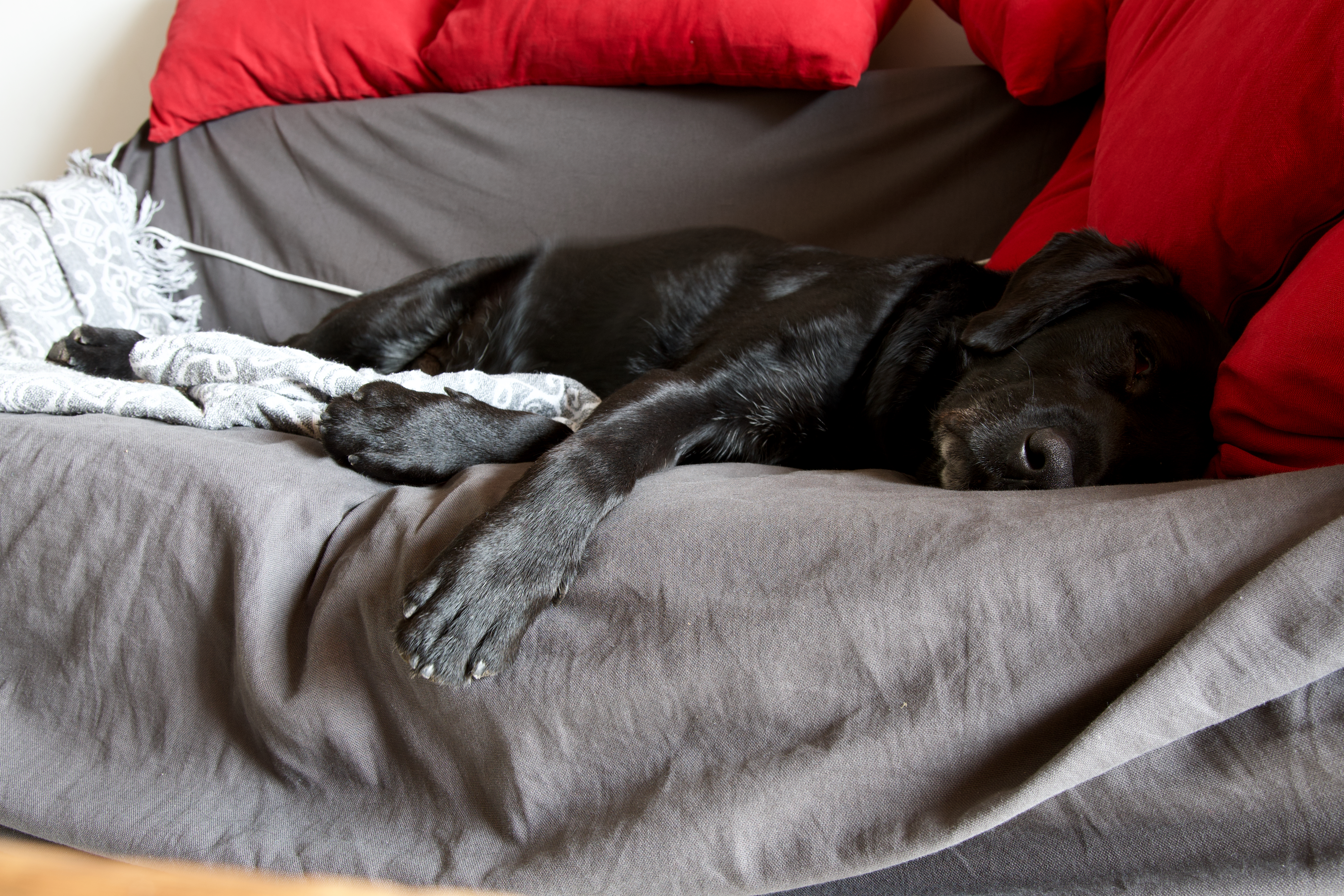 Labrador Owners Sacrifice the Couch for One Reason, It Doesn’t Disappoint