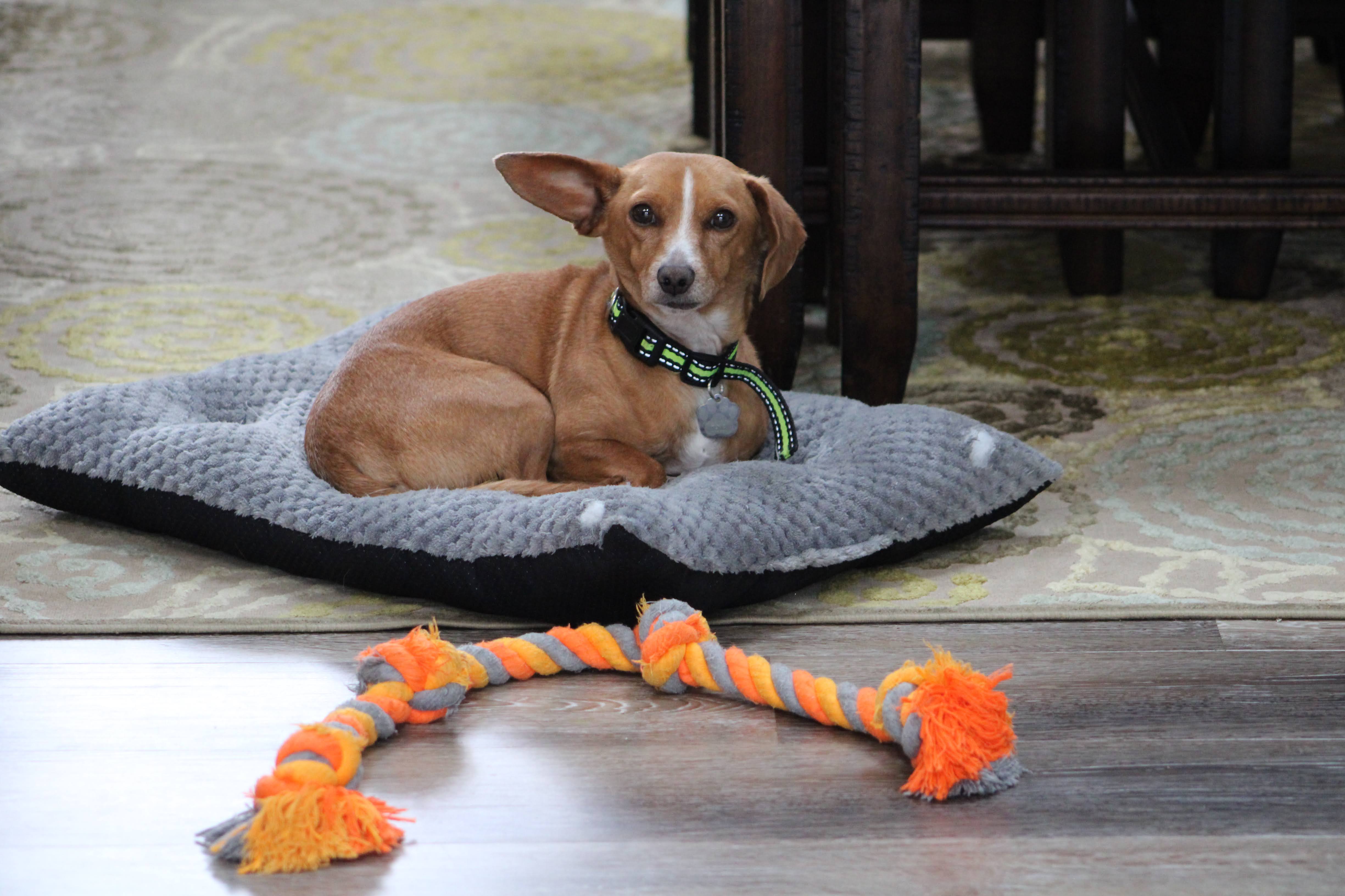 Rescue Dog Hears Spanish for First Time in New Home—Instantly Recognizes It