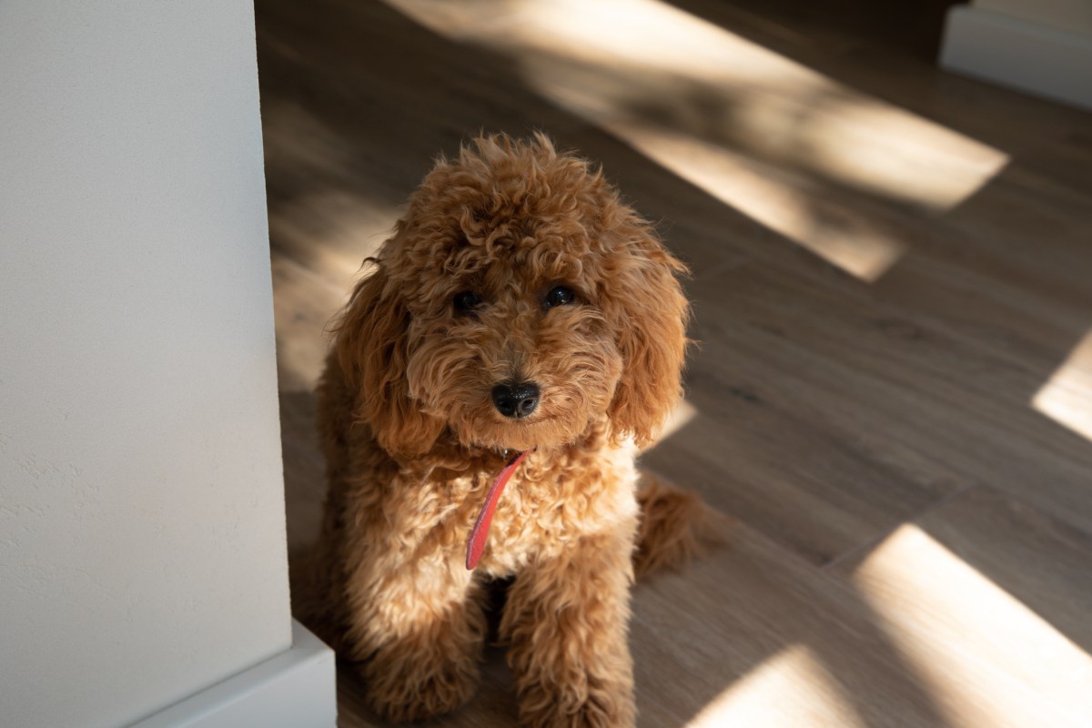 Why Goldendoodle Wakes at 6 a.m. To Wait at Bedroom Door Melts Hearts