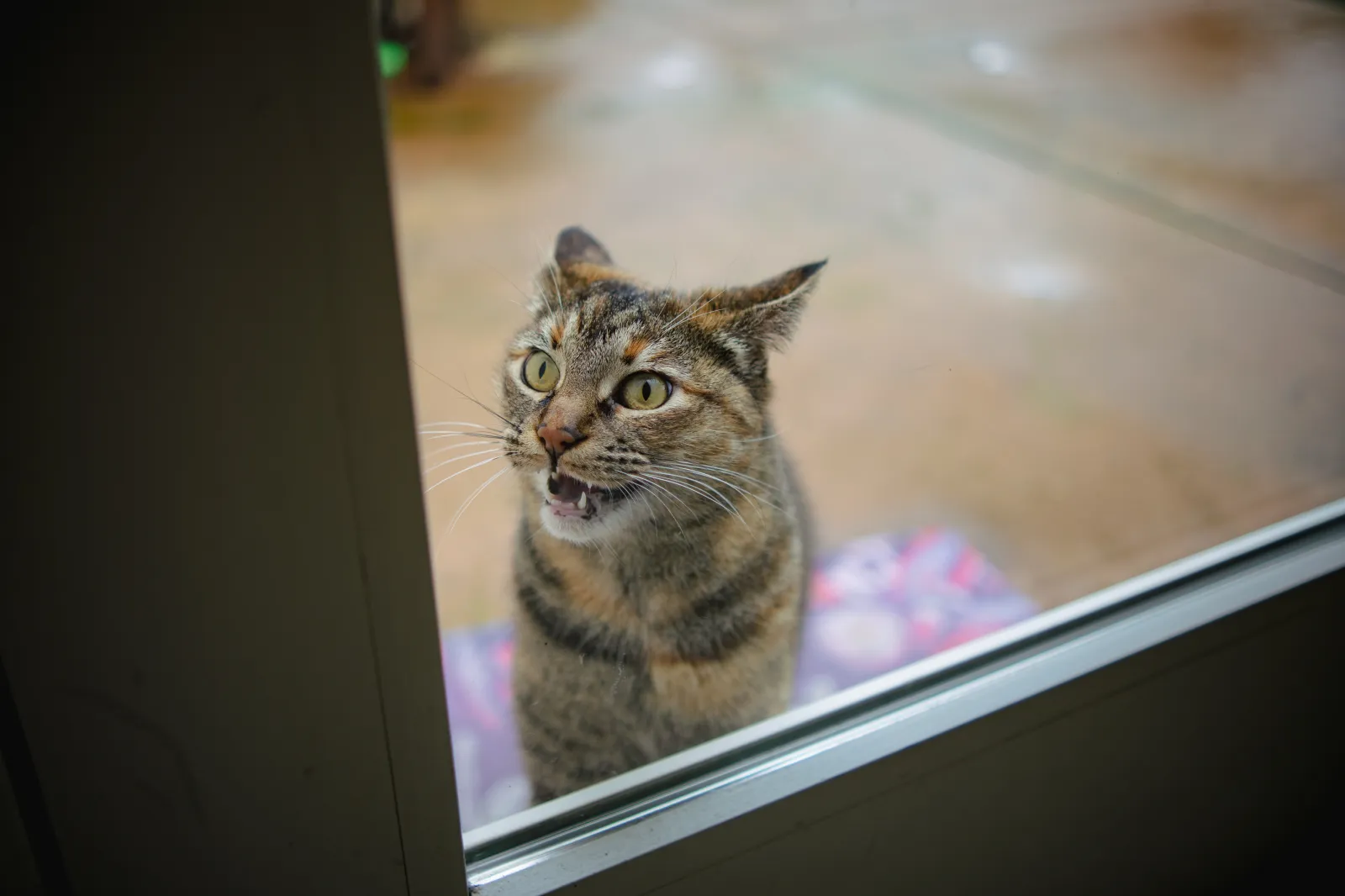 Stock photo: Cat standing in doorway, gazing at surroundings from a mat