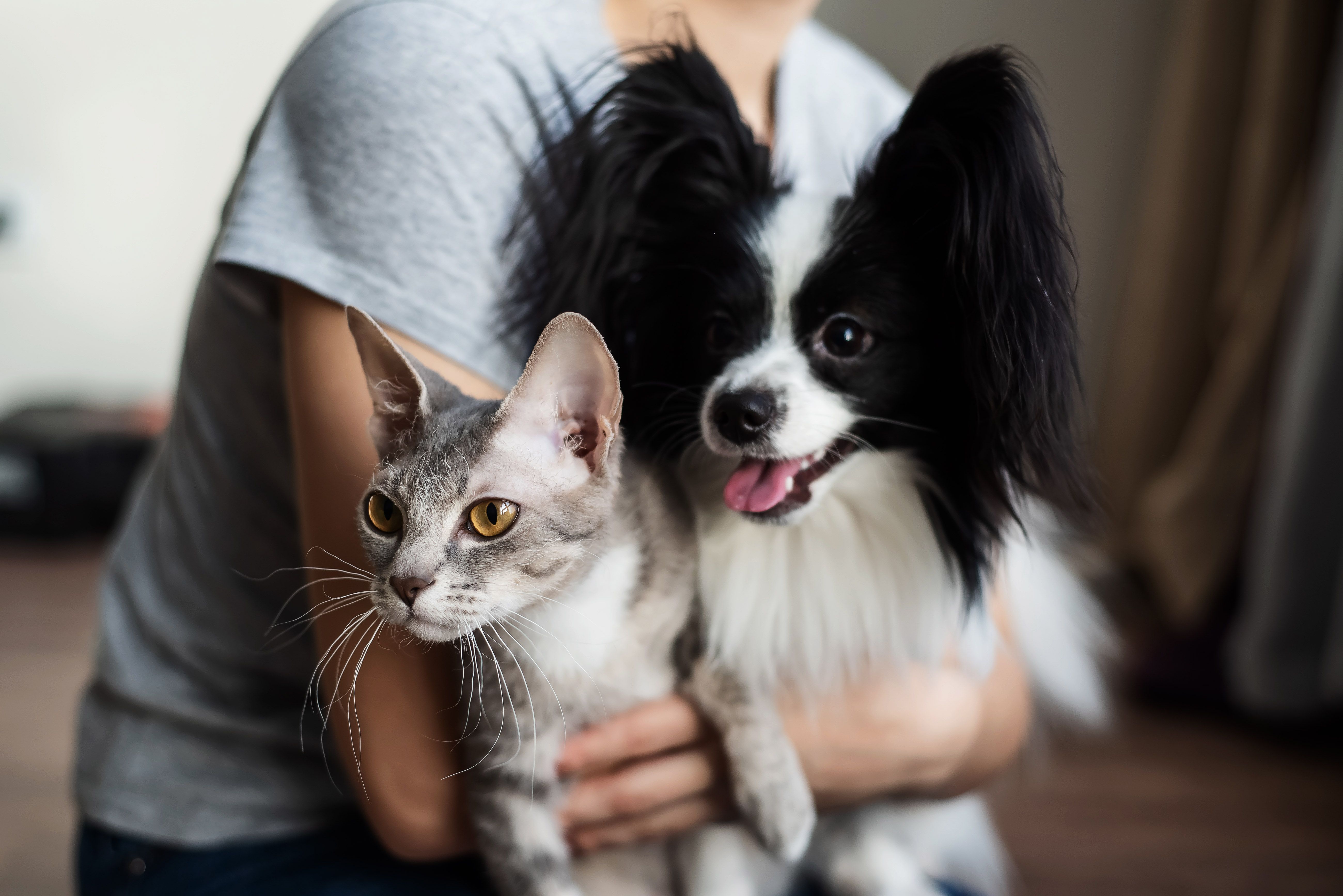 How People End Up With Cats vs Dogs Goes Viral for One Hilarious Reason