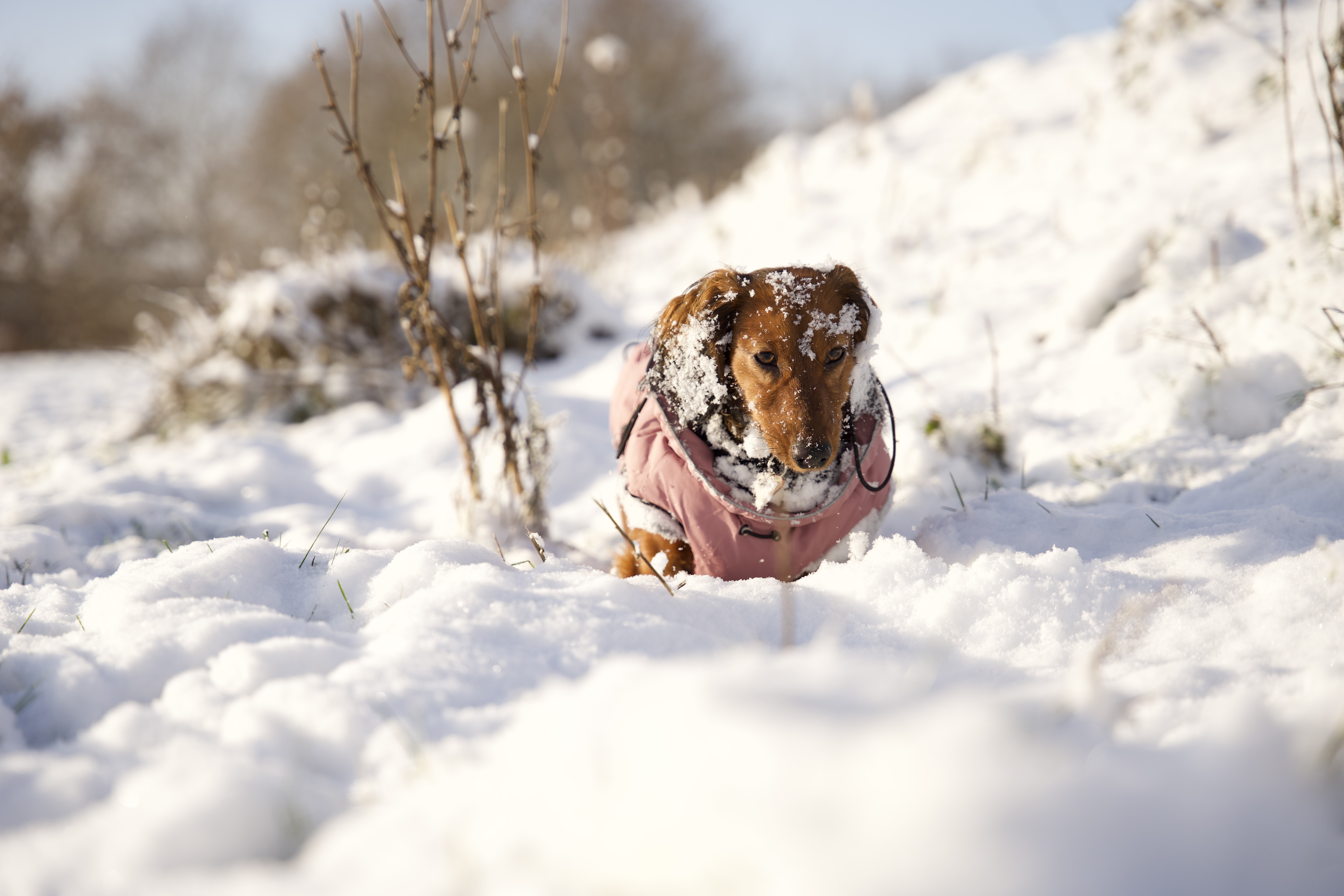 Dachshund’s Instant Reaction To Seeing Snow Leaves Internet in Stitches