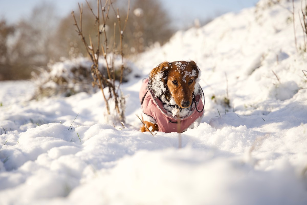 Dachshund&rsquo;s Instant Reaction To Seeing Snow Leaves Internet in Stitches