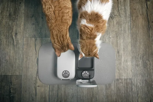 Eight Cats Hear Automatic Feeder Going Off, Hysterics at What Owner Films
