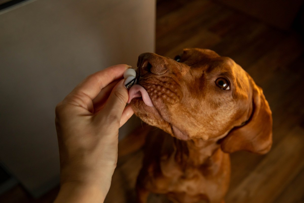 Vets Reveal the Six Things To Look For in Dog Probiotics