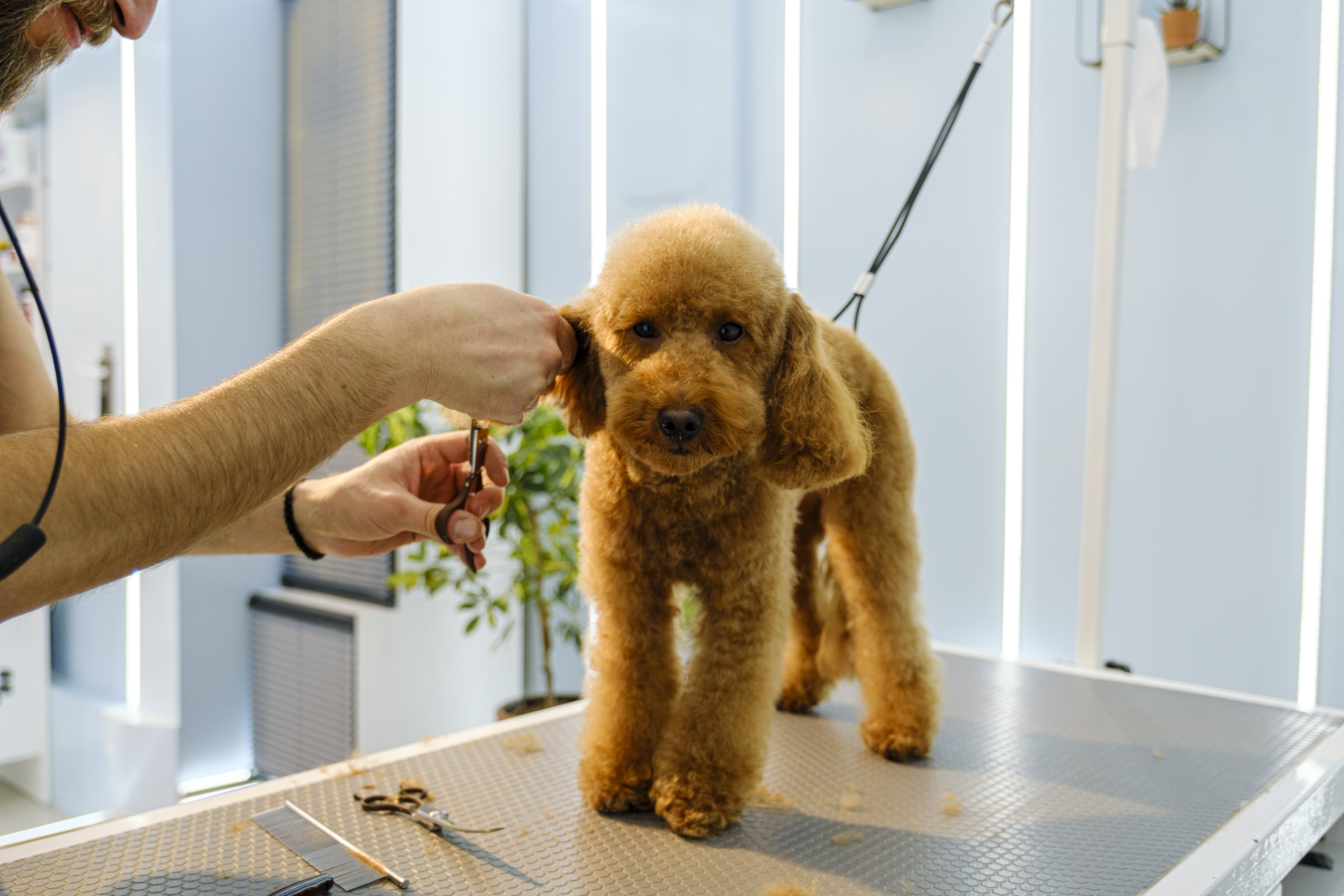 Groomer Reveals the Small Detail That Proves a Dog Is Loved