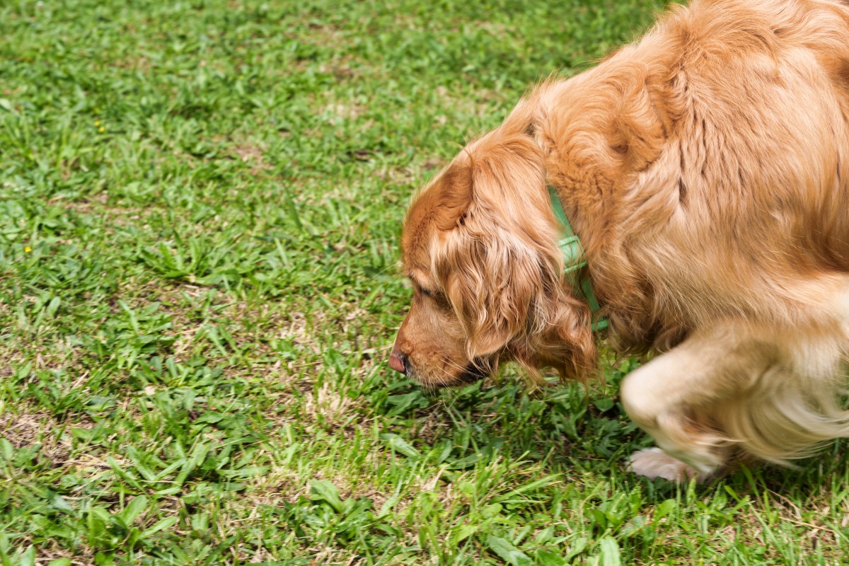 Golden Retriever Stretches His Paw To Touch Fence, Then Owner Realizes Why