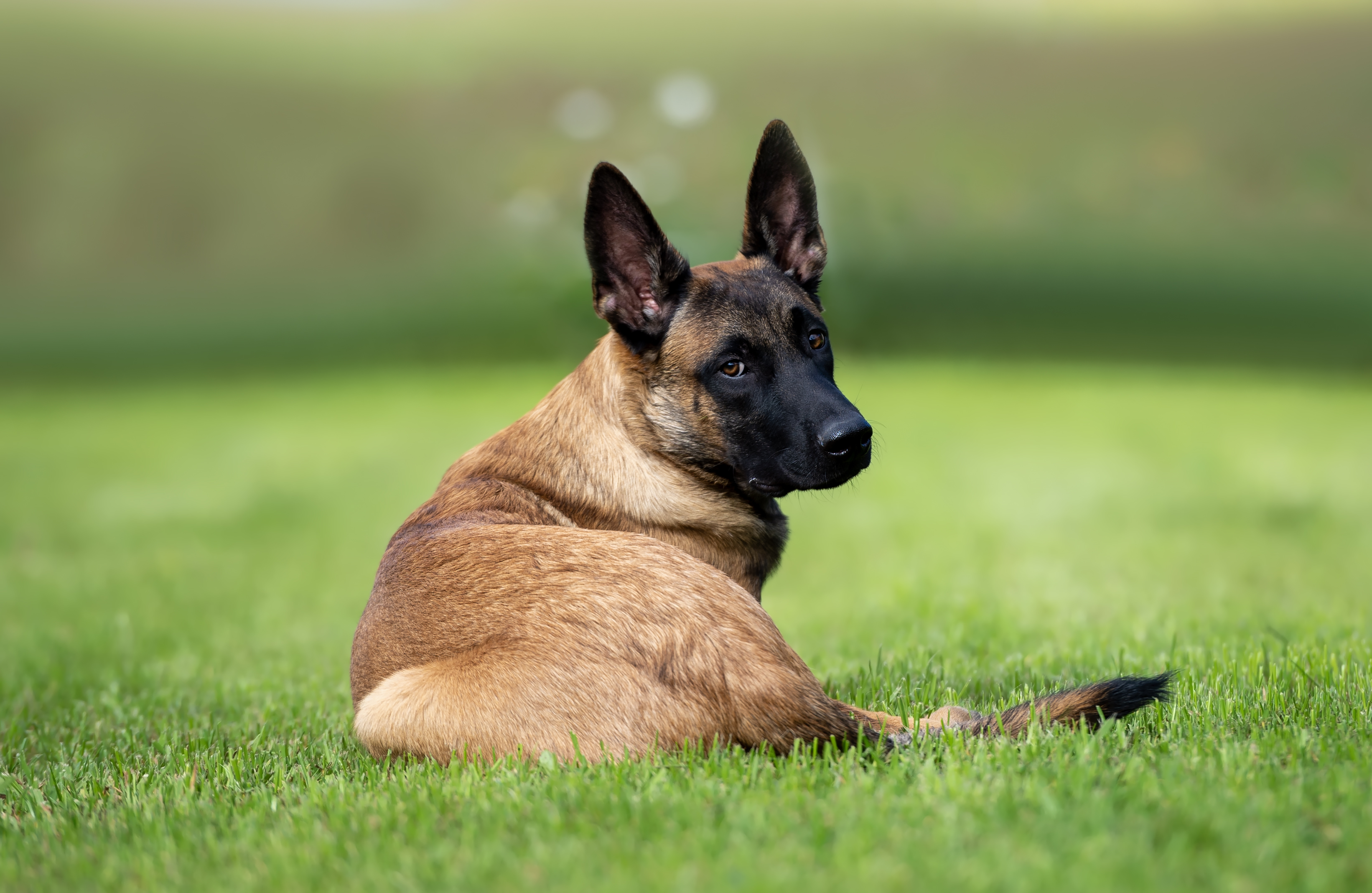 How Malinois Escapes From Home Stuns Owner—‘Acting Like Vet Bills Are Free’