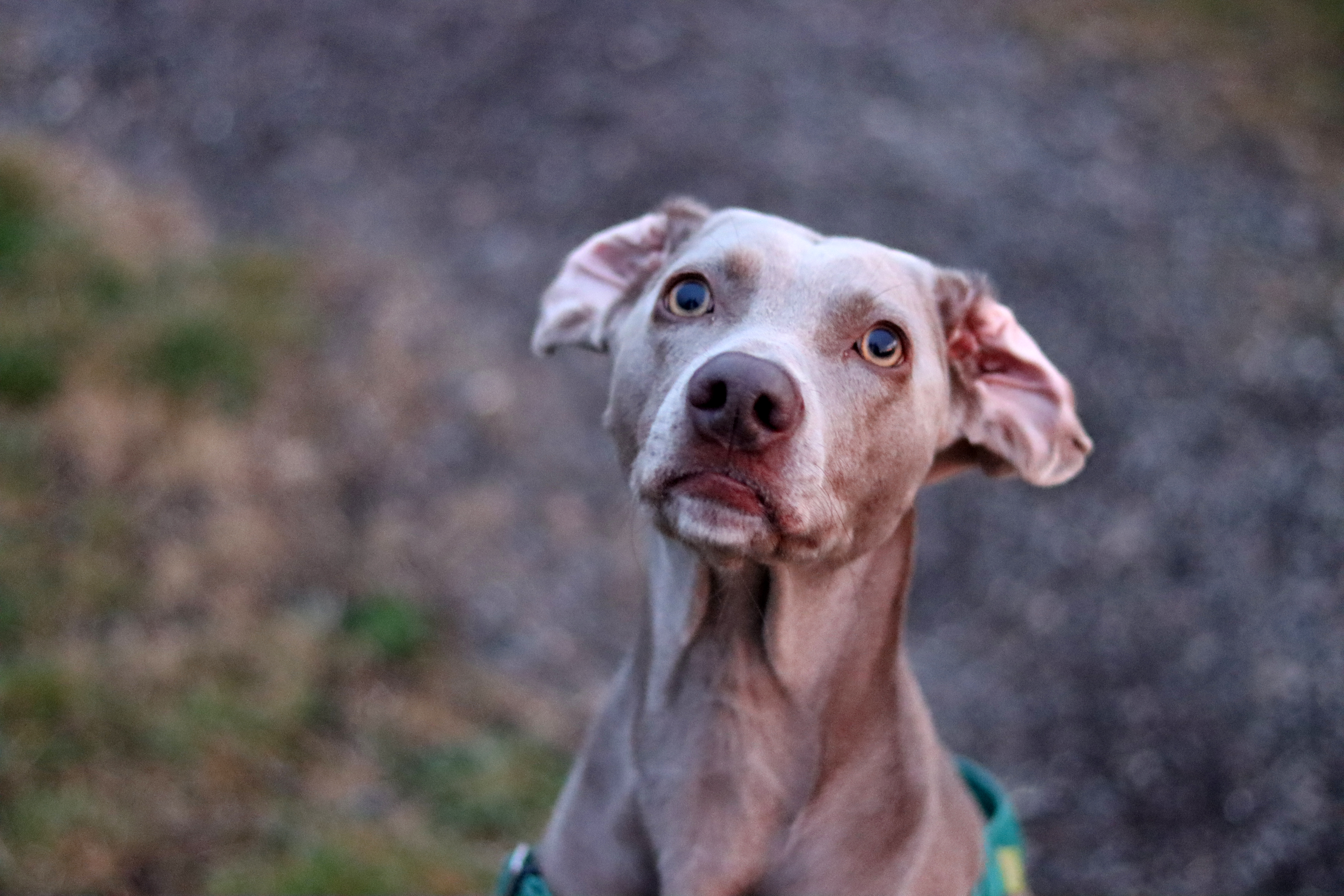 Owner Forgets to Put Weimaraner in Kennel, Then Something Drops From Window