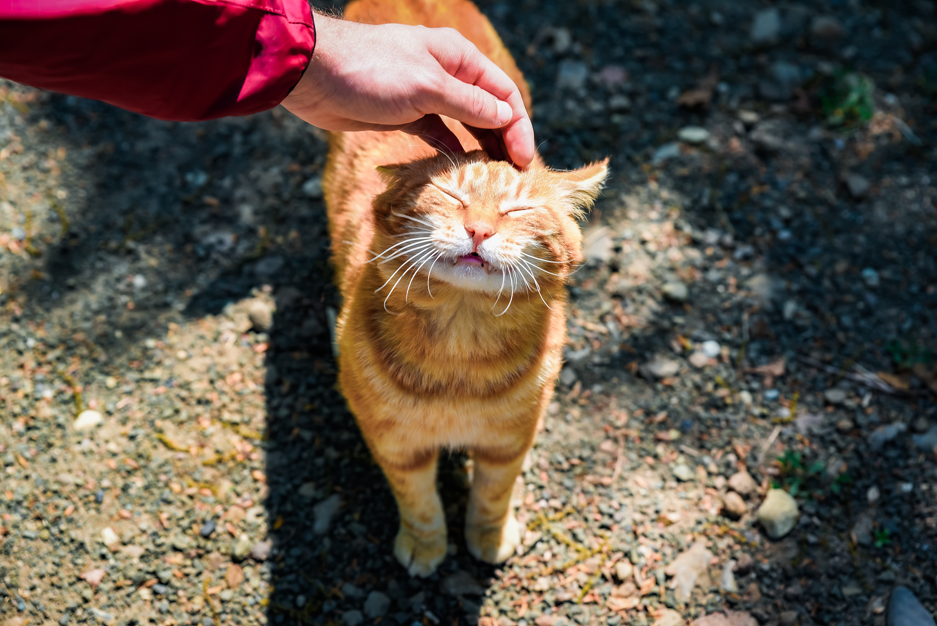 Man Is Definitely 'Not a Cat Person' Then Something Shows Up in Backyard