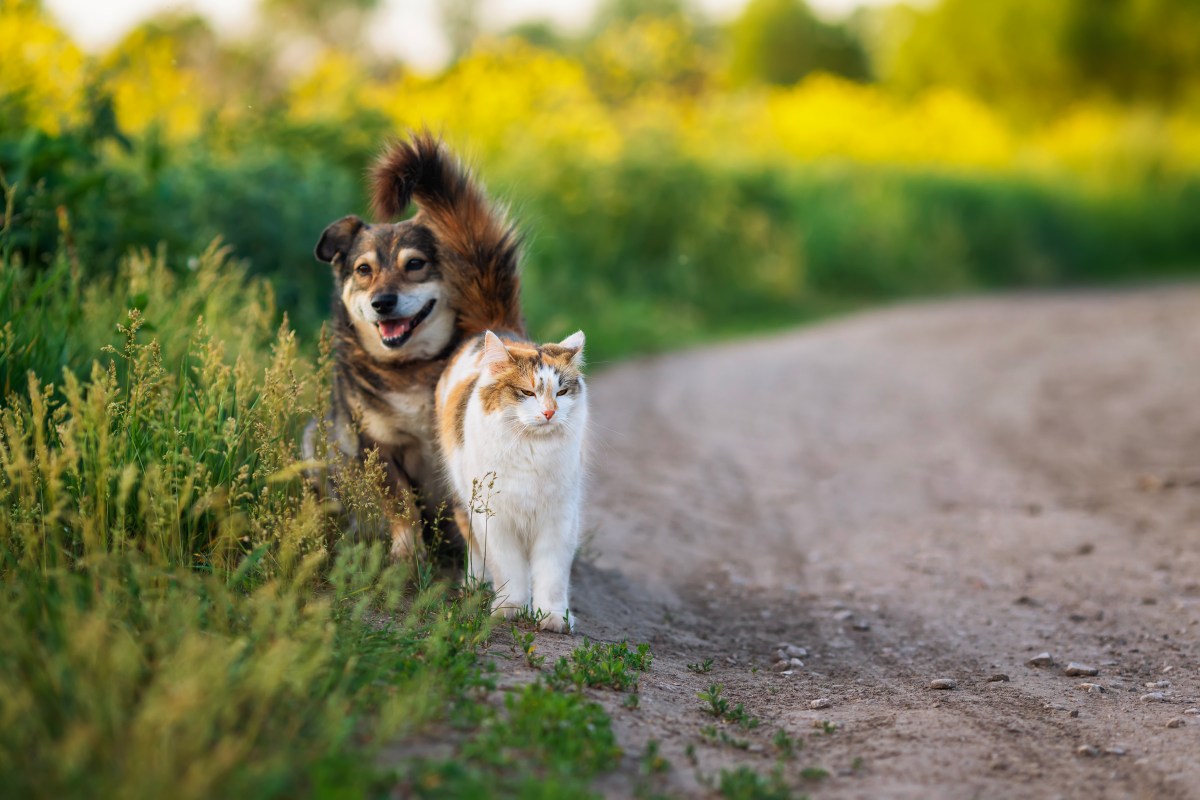 Kitten Doesn&rsquo;t Not Recognize Dog After Being Groomed, Hysterics at Response