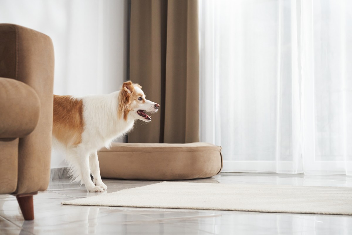 Couple asks friend to house sit—horrified by what he does