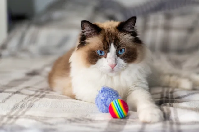 Cat Sitter Looks After Ragdoll Kitten—Not Prepared for Client’s Proposal