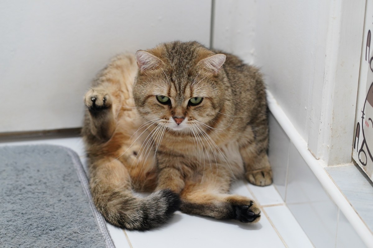 Woman Buys New Bathroom Accessory, Hysterics Over How Cat Reacts