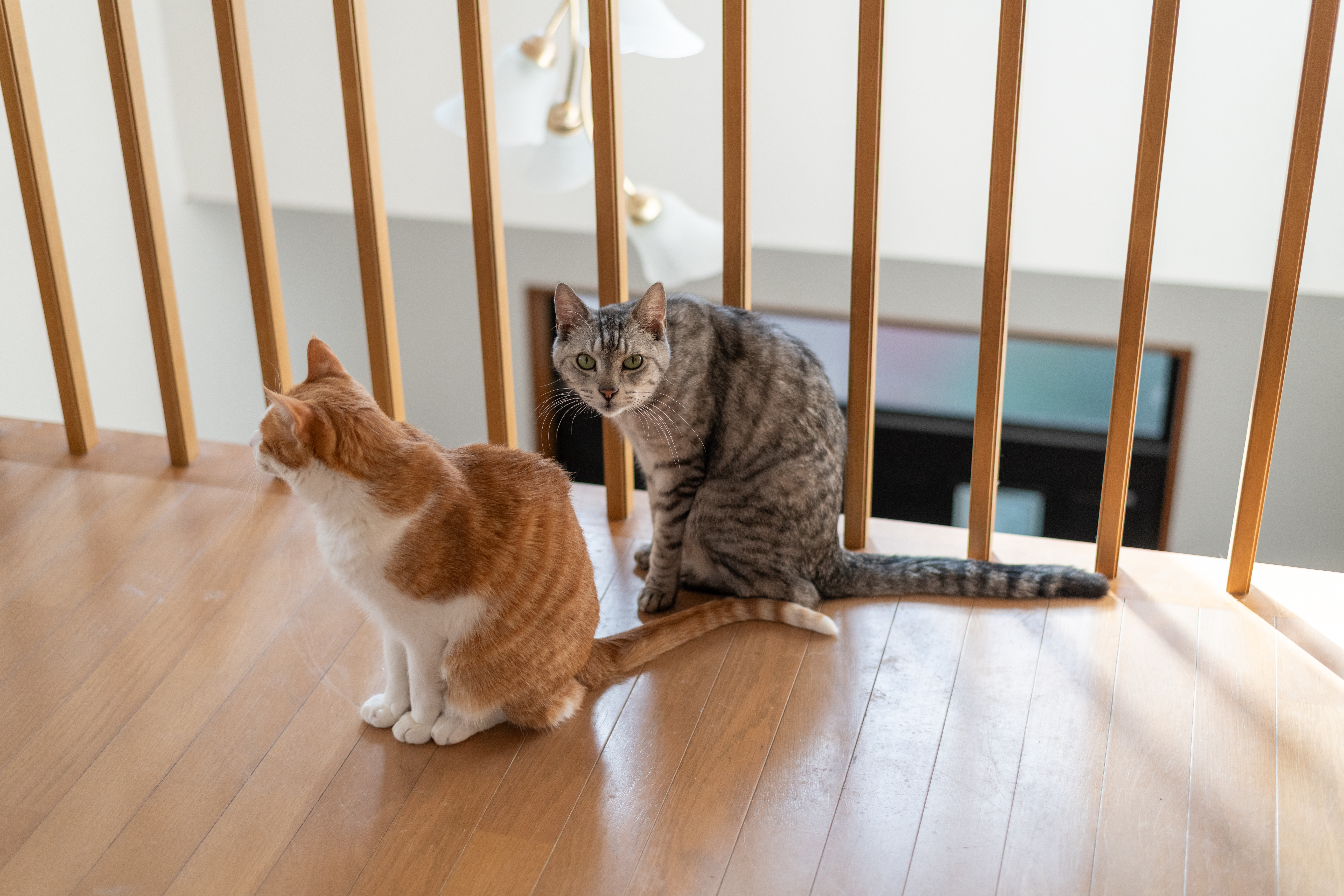 Cat Duo Get Adopted Together, Hysterics Over What They Destroy First