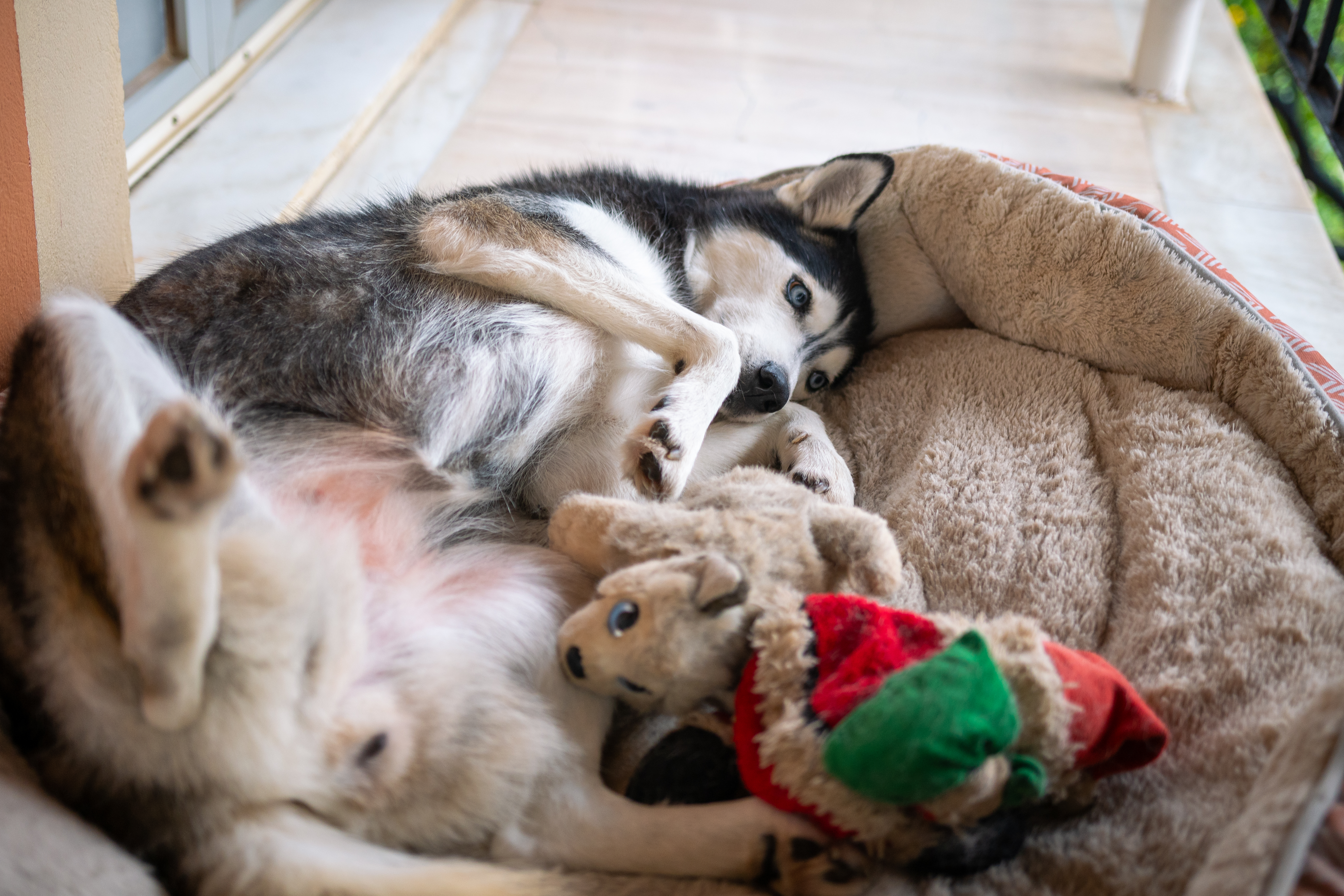 How Husky Sleeps Despite Having Expensive Beds Delights Viewers
