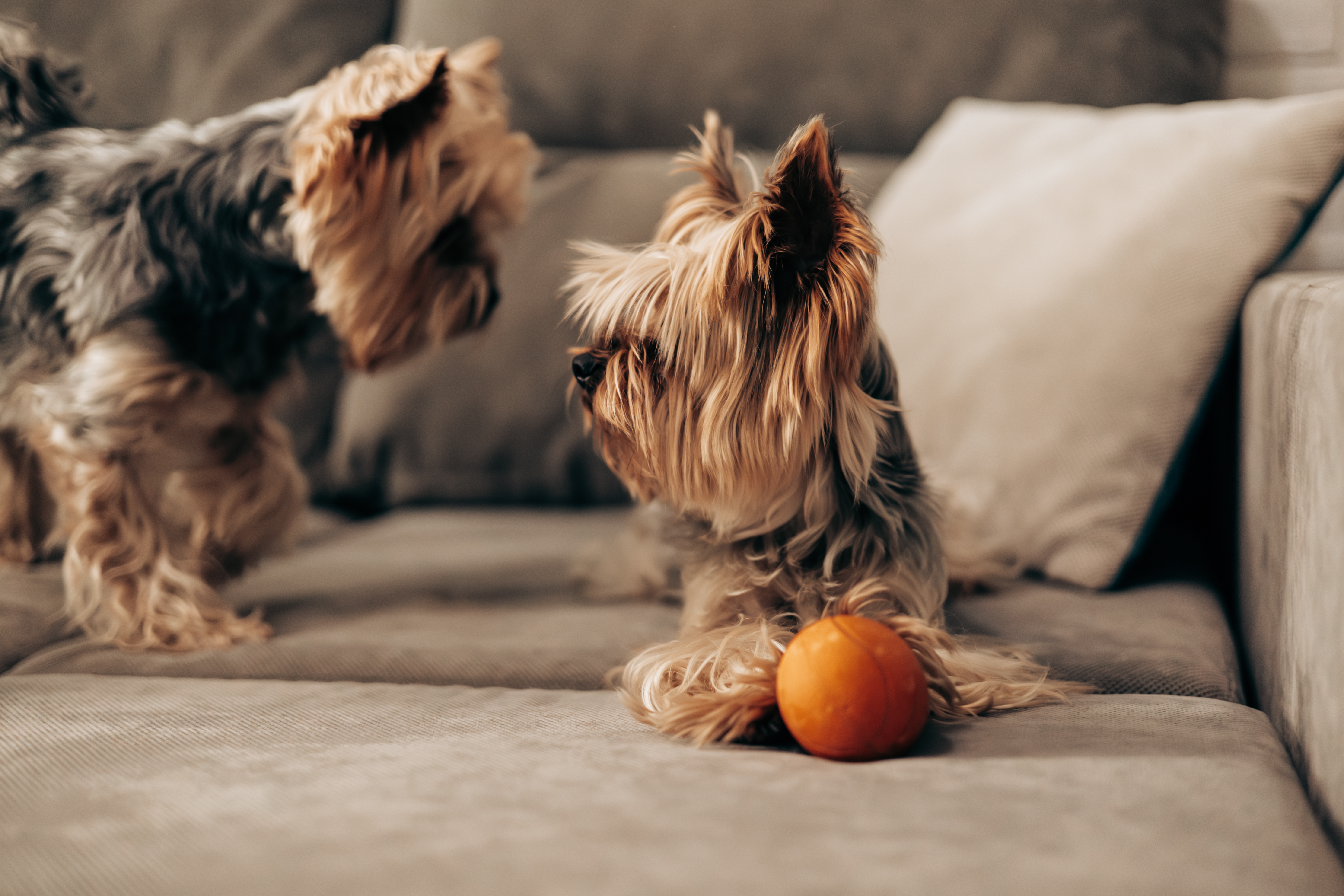 Shelter Have 1 Rule for Rescue Dog’s New Home, Hearts Melt Over What It Is