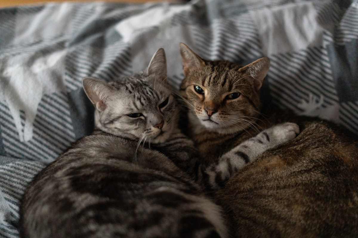 Woman Arrives To Adopt One Kitten—Then Realizes He Has Brother