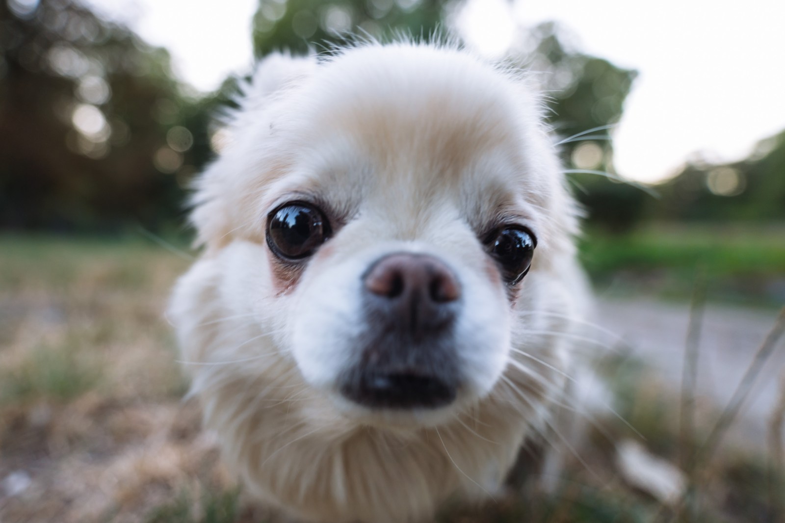 Rescue Dog Shows Grumbling Reaction During Post-Walk Cleaning in Viral Video