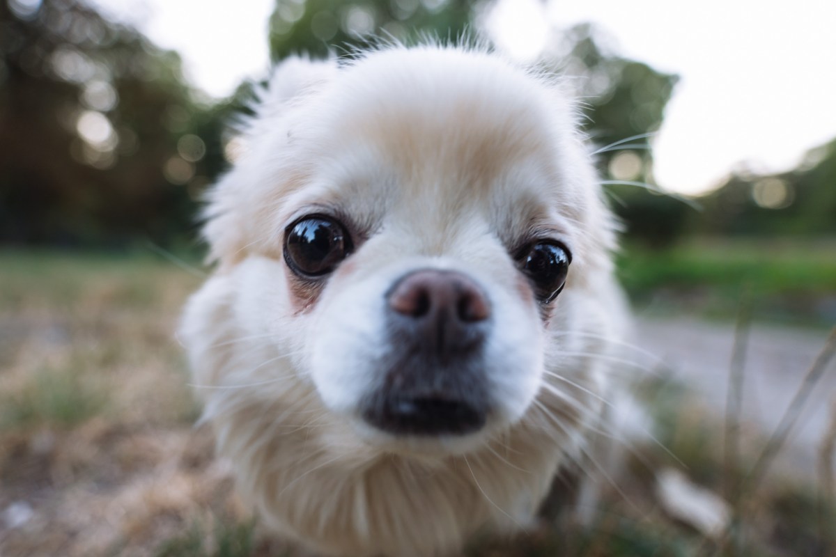Rescue Dog&rsquo;s &lsquo;Spicy&rsquo; Reaction After Walk Has Internet Losing It
