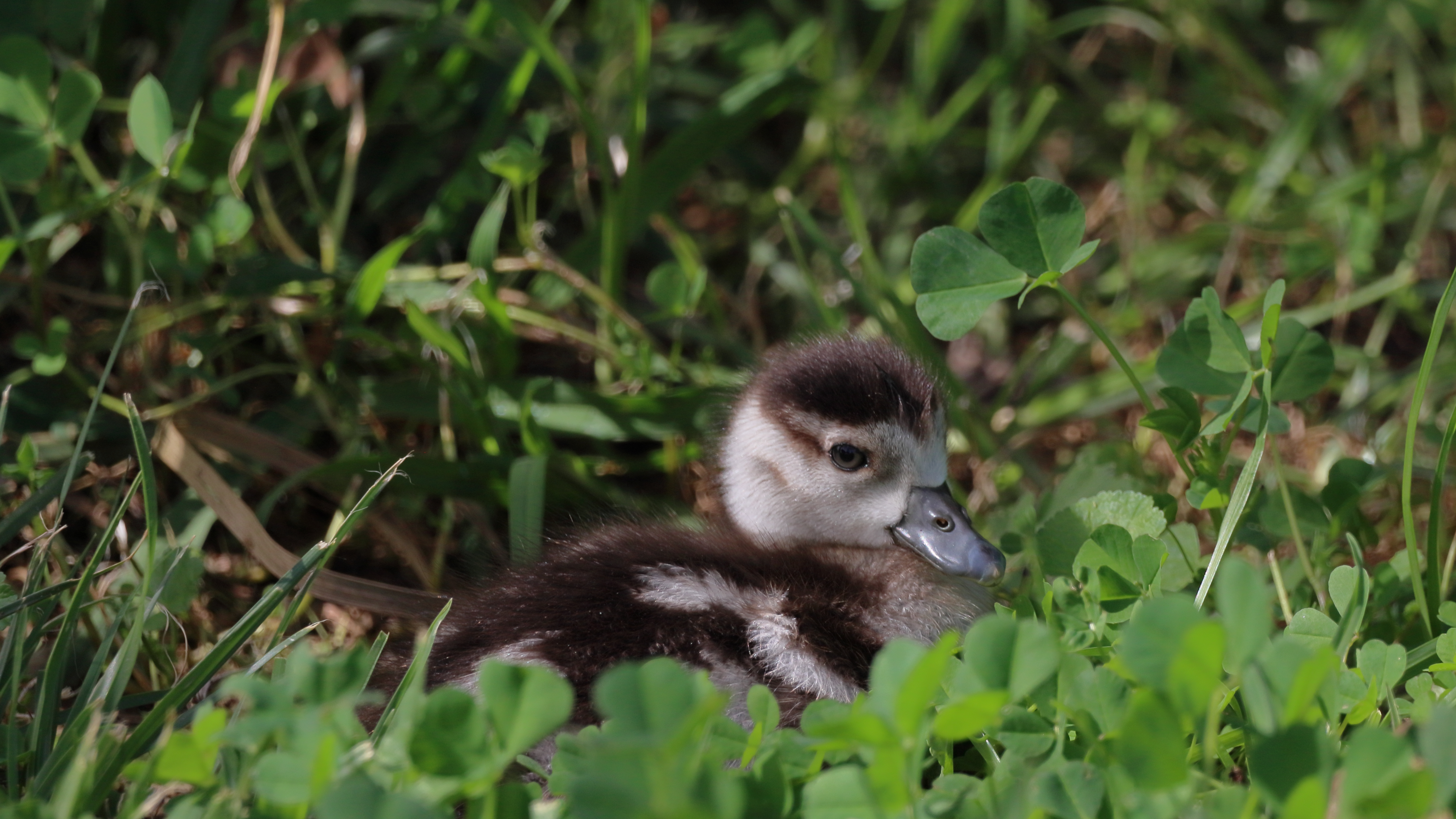 Family Rescues Ducklings—Hearts Melt at Bond They Form With the Family Dog