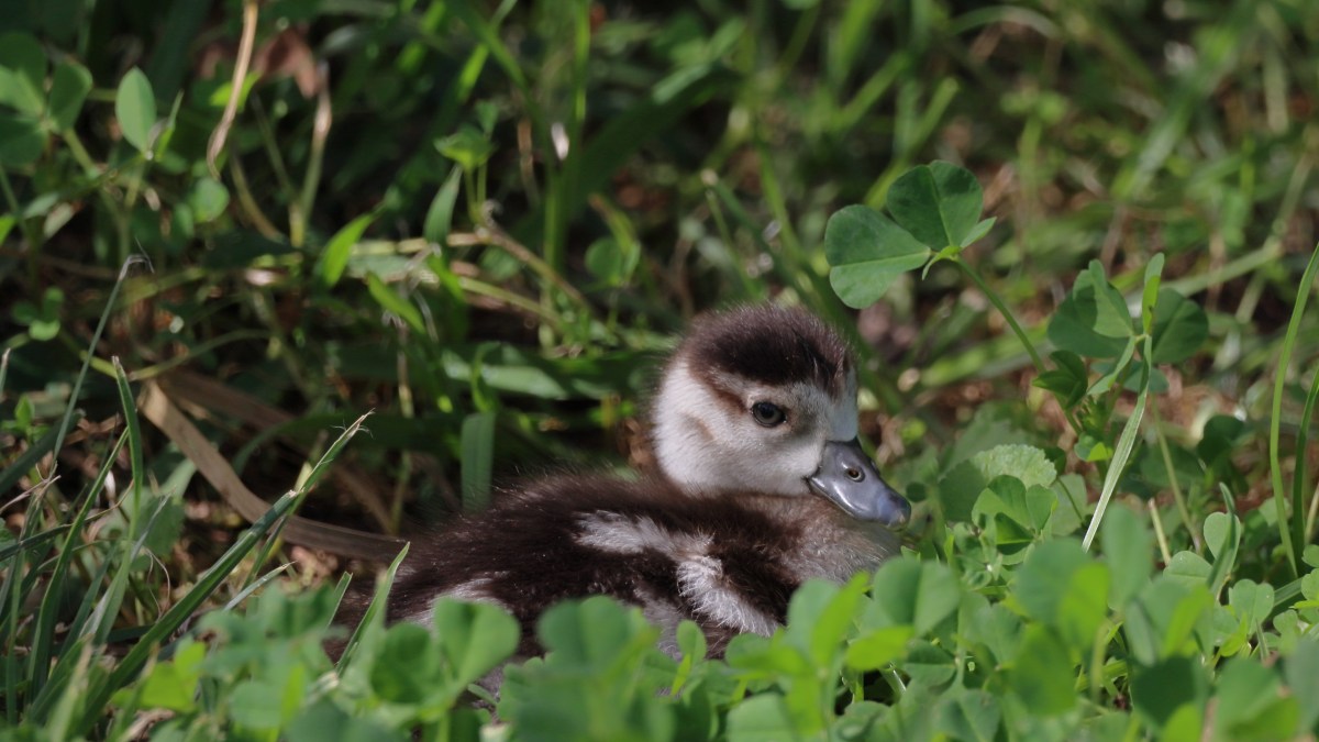Family Rescues Ducklings—Hearts Melt at Bond They Form With the Family Dog