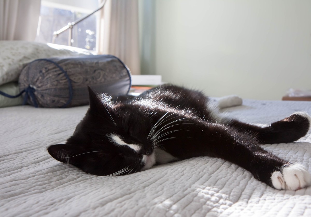 Shelter said cat was unsocial, her nightly routine tells a different story