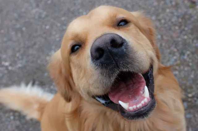 Owner Returns Home—Dog Delivers ‘Highest Form’ of Rejection