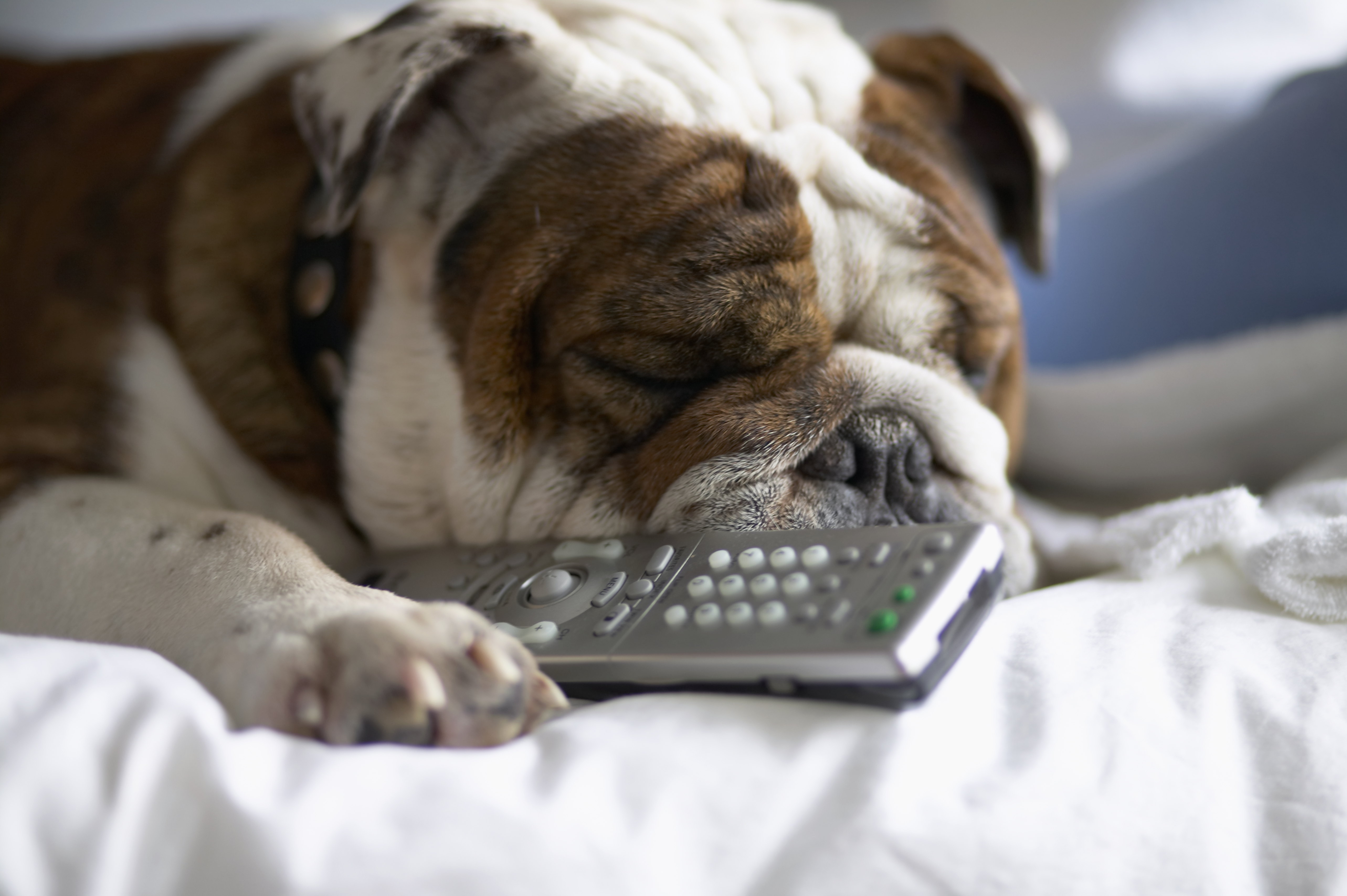 Your Dog's Life Could Be Extended by New Daily Pill: What to Know