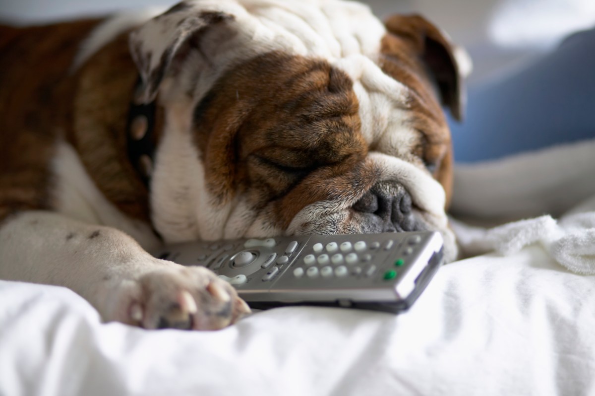 Your Dog's Life Could Be Extended by New Daily Pill: What to Know